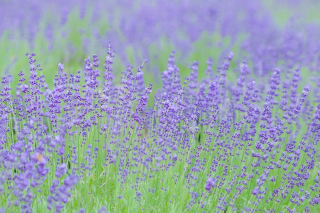 【1DAYスキルアップ講座 「身体を」もっと深く知る】～AEAJアロマテラピーインストラクター公式テキスト対応～　　　　　　　　